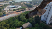 eagleattacksmall.png